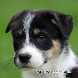 Tricolour Female, Smooth to medium coated, border collie puppy